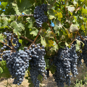 Sabores do Uruguai em cada taça