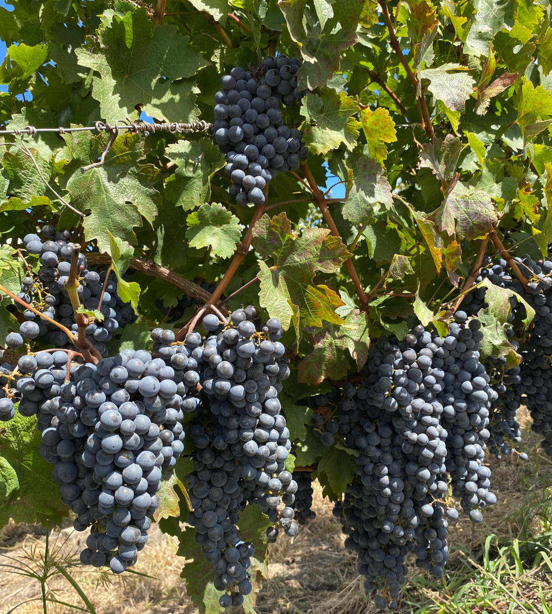Sabores do Uruguai em cada taça