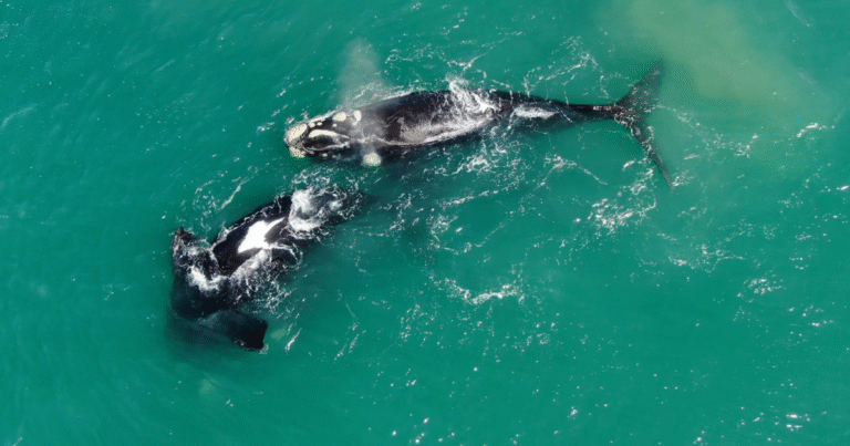 Julho a Setembro: Época de baleias-francas em Punta del Este e José Ignácio uruguai